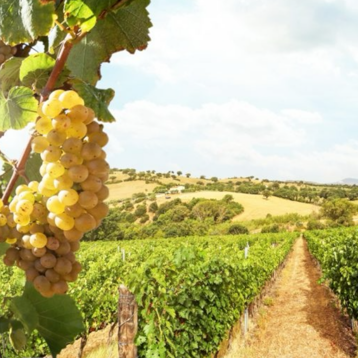 6 flessen tip van: PEPIJN.WIJN Terre Di Valter Falanghina IGT